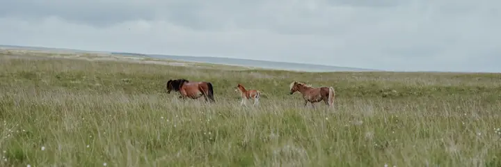 Landschaft in Vereinigtes Königreich