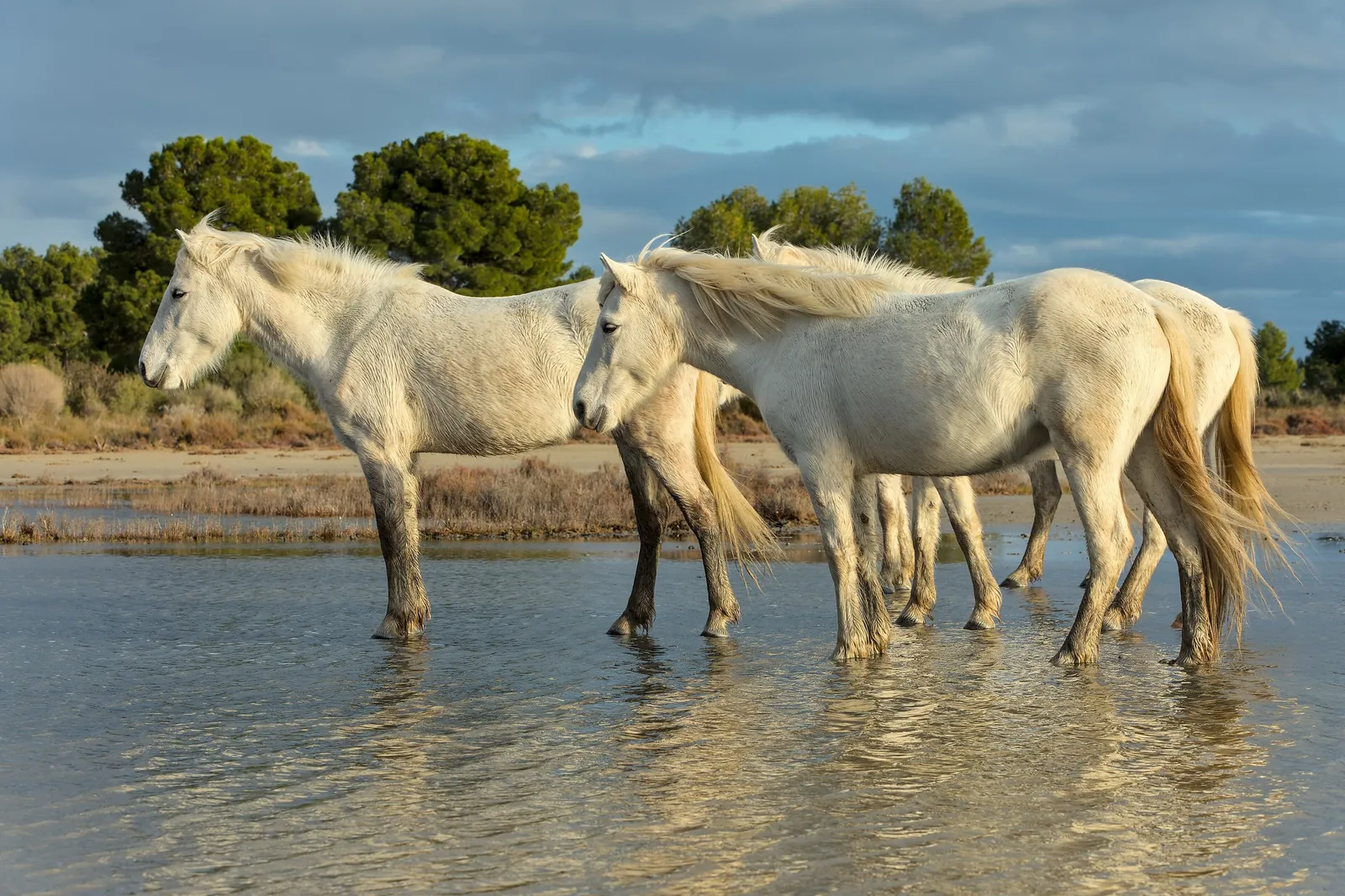 Camargue horses in shallow water