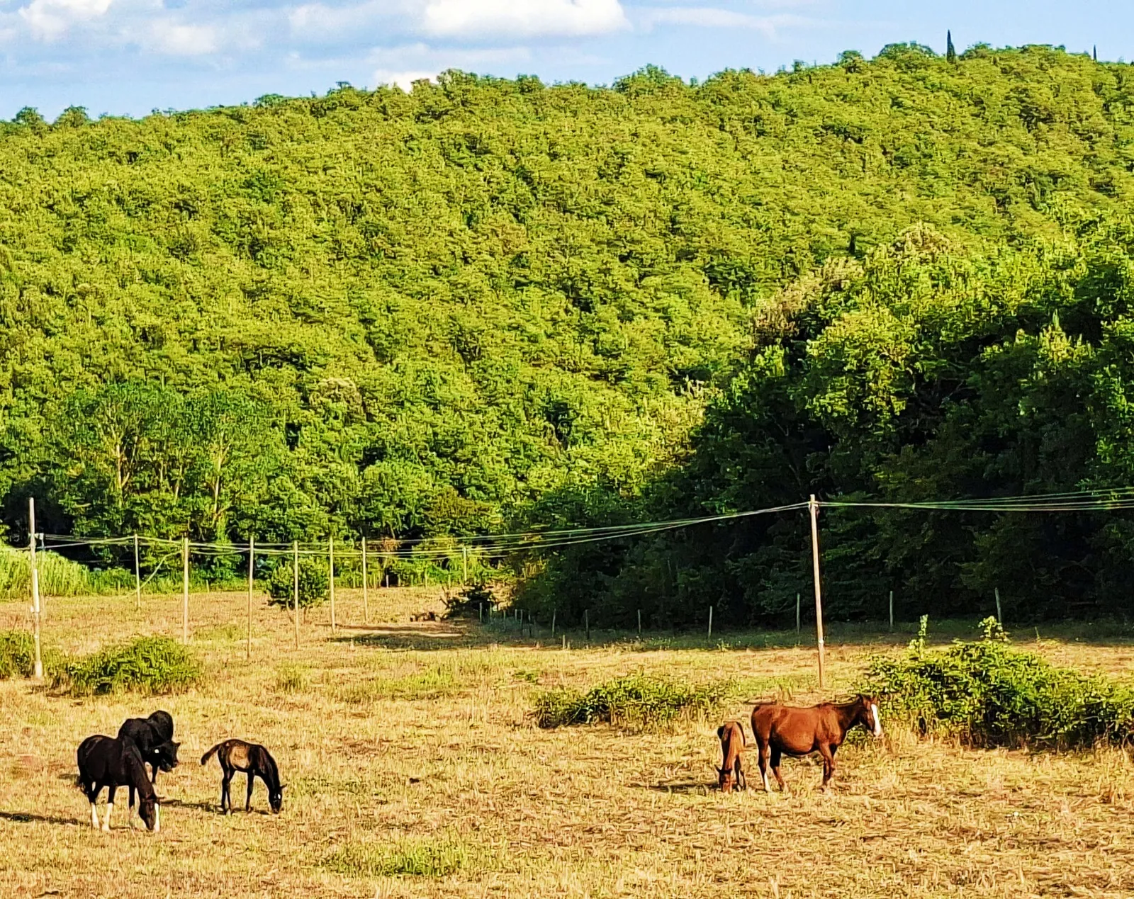 Three horses in a meadow near Rignano sull'Arno