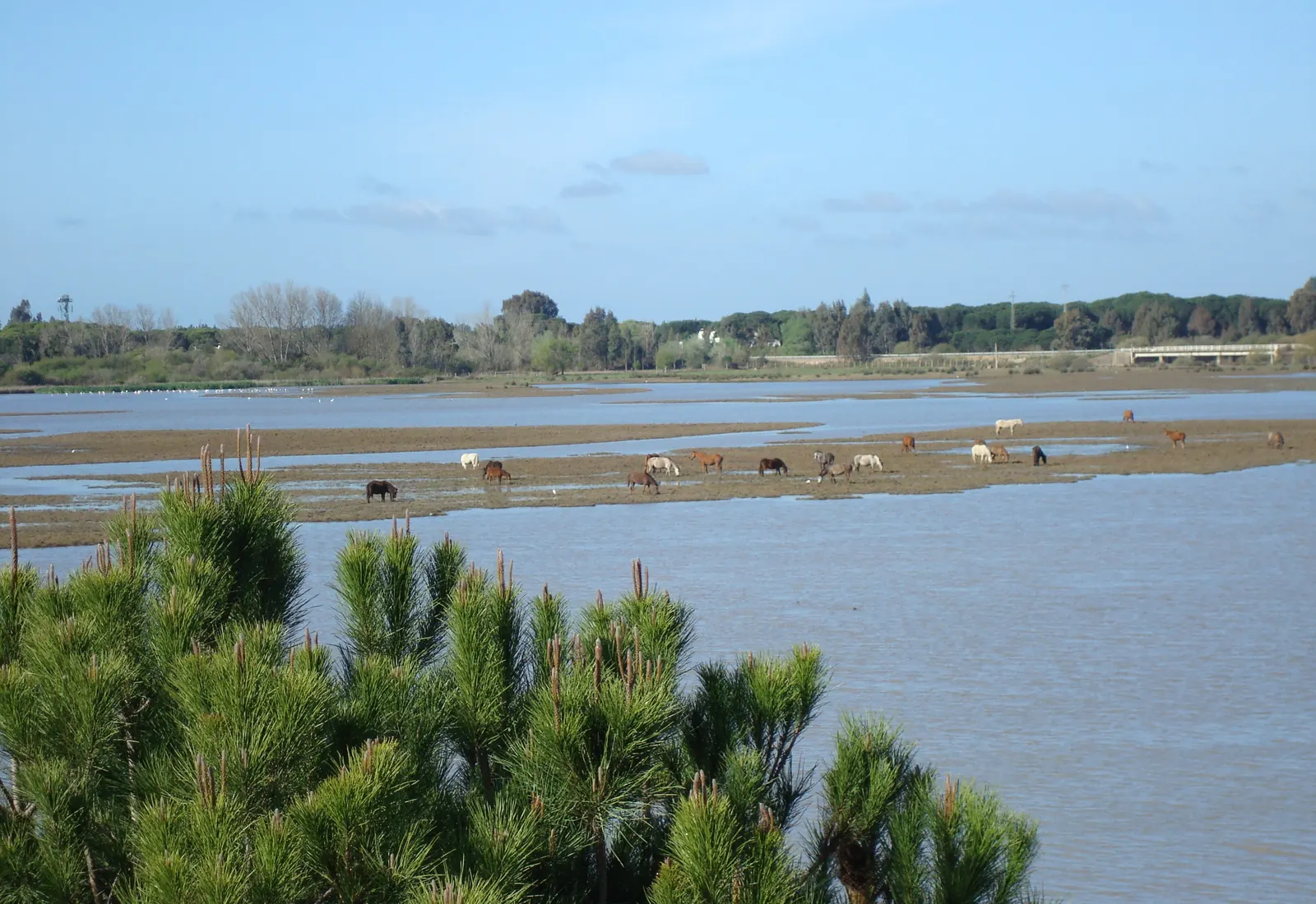 Horses grazing in the Doñana marshes