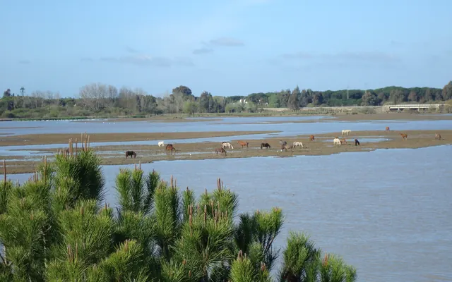Horses grazing in the Doñana marshes