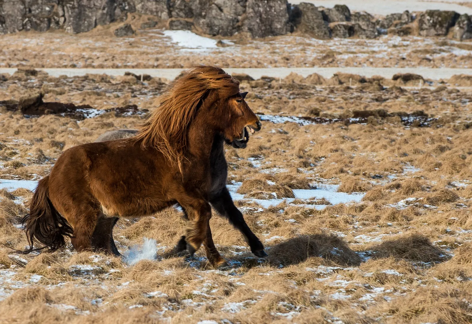 Pferd im Galopp in Südisland bei Vík