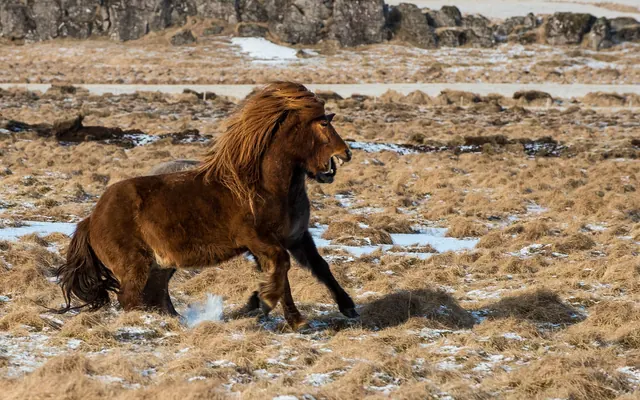 Pferd im Galopp in Südisland bei Vík