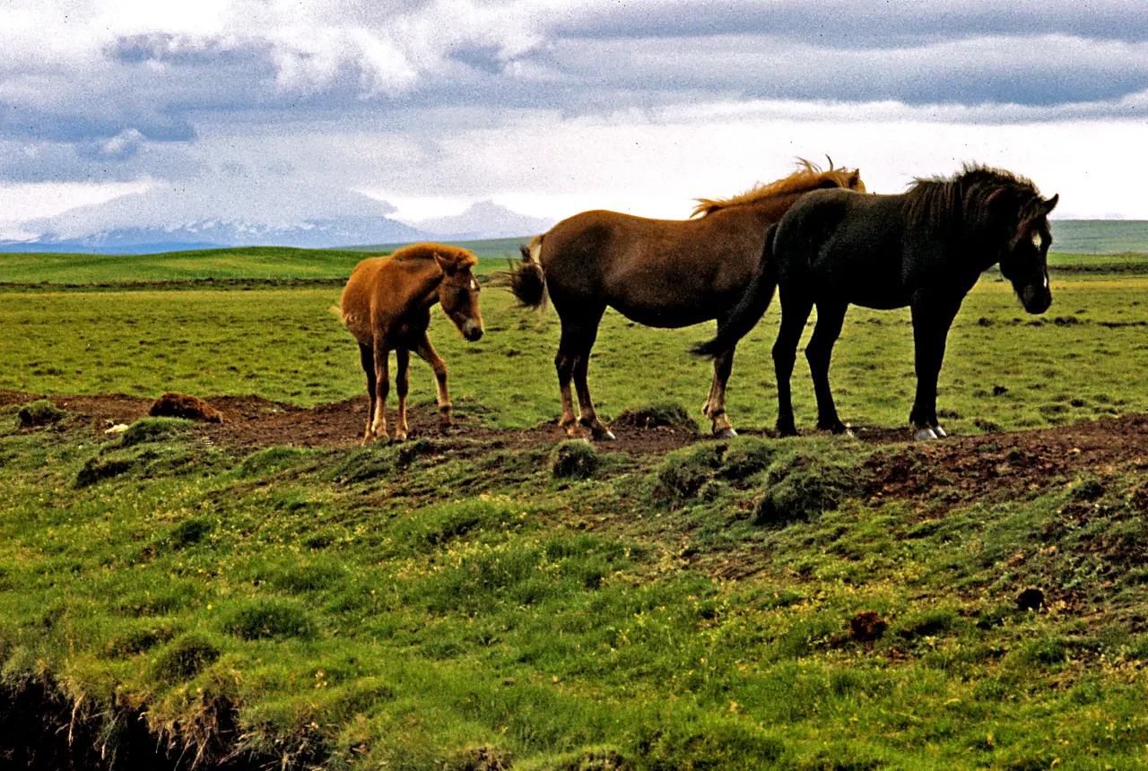 Pferde bei Laugarvatn in Südisland