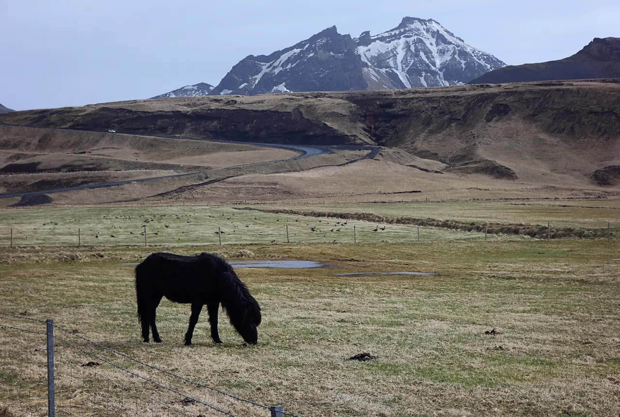 Schwarzes Pferd an der Ringstraße in Südisland