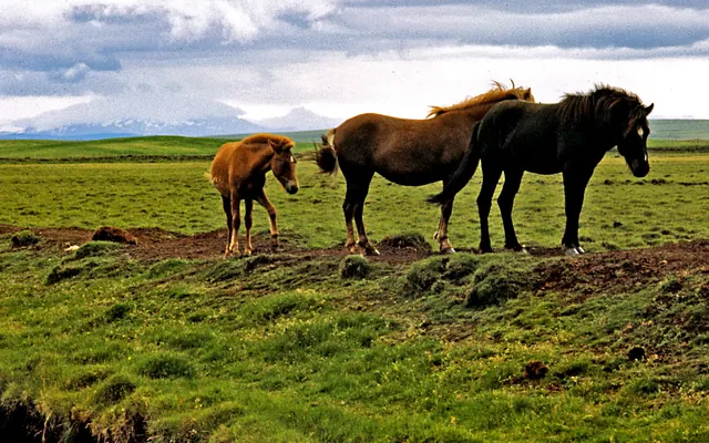 Pferde bei Laugarvatn in Südisland