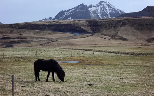 Schwarzes Pferd an der Ringstraße in Südisland