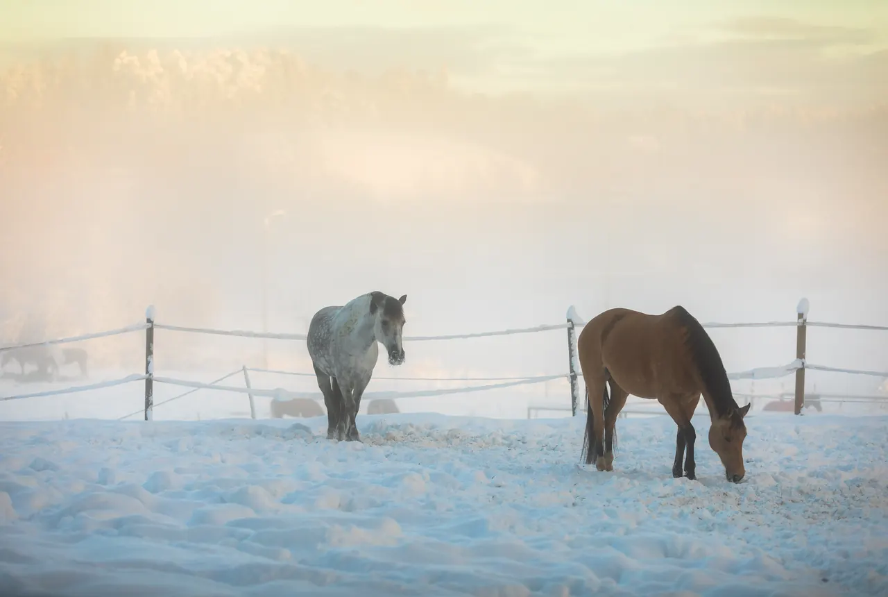 Zwei Pferde auf Schnee im Nebel