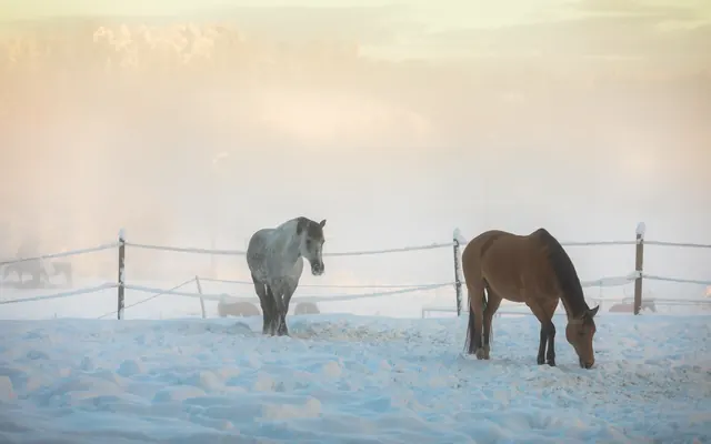 Zwei Pferde auf Schnee im Nebel