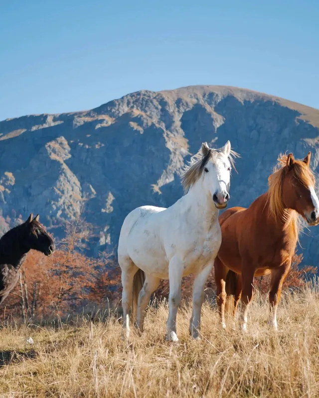 A white and a brown horse on a mountain meadow in front of a peak