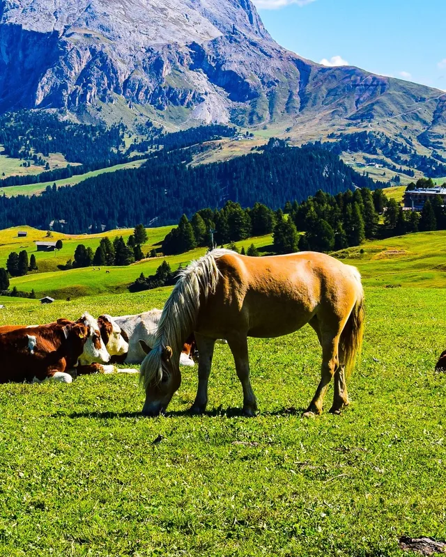 A Haflinger on a mountain pasture