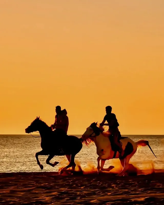 Riders as silhouettes gallop along a beach at sunset