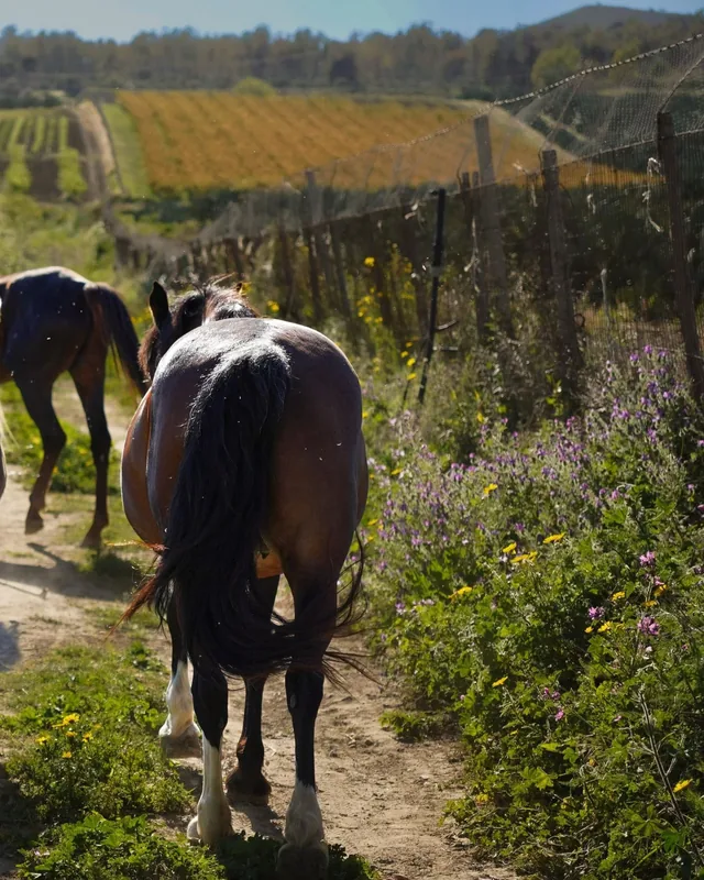 Horses with a foal on a track between golden vineyards