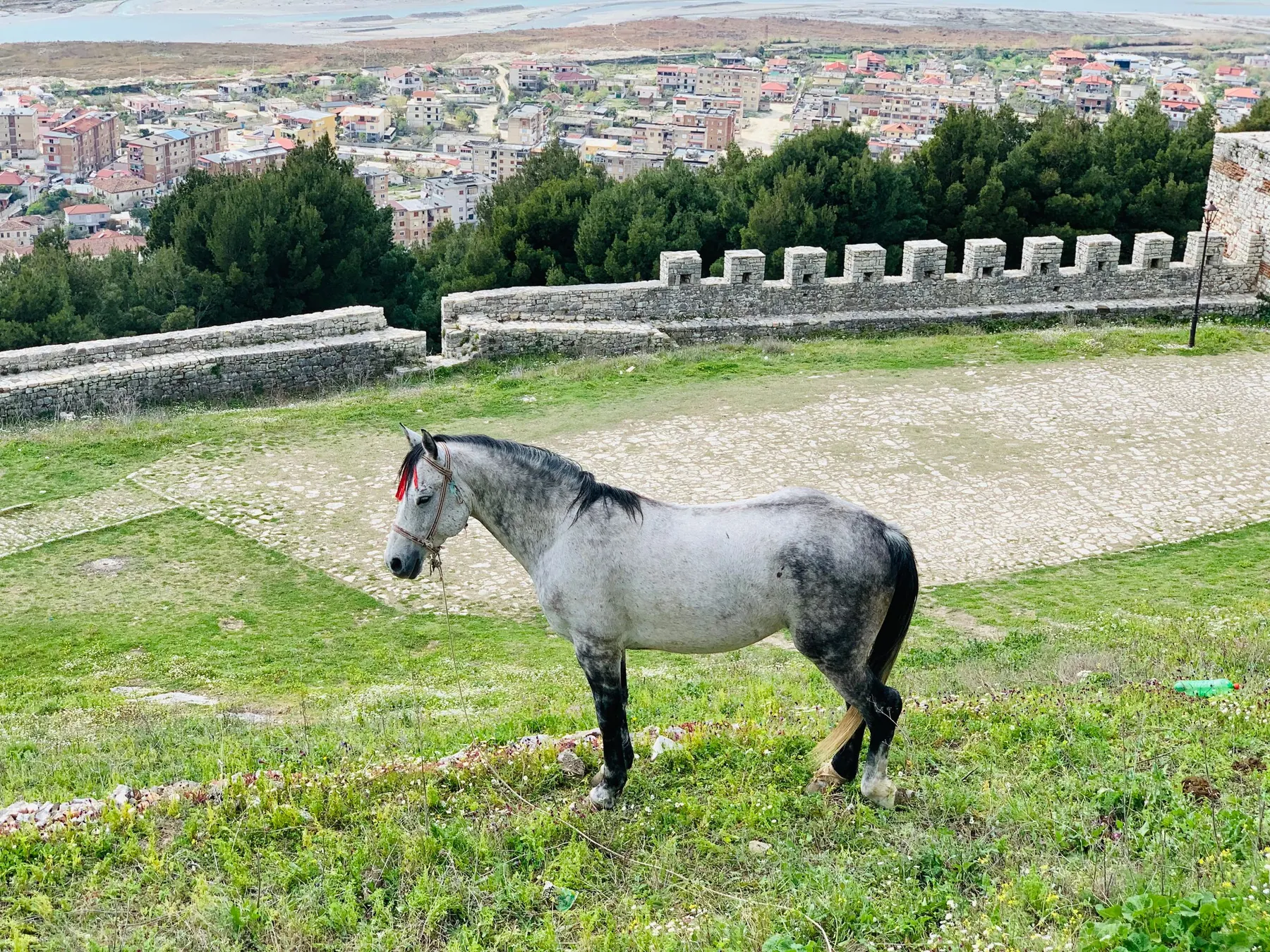 Pferd bei Berat