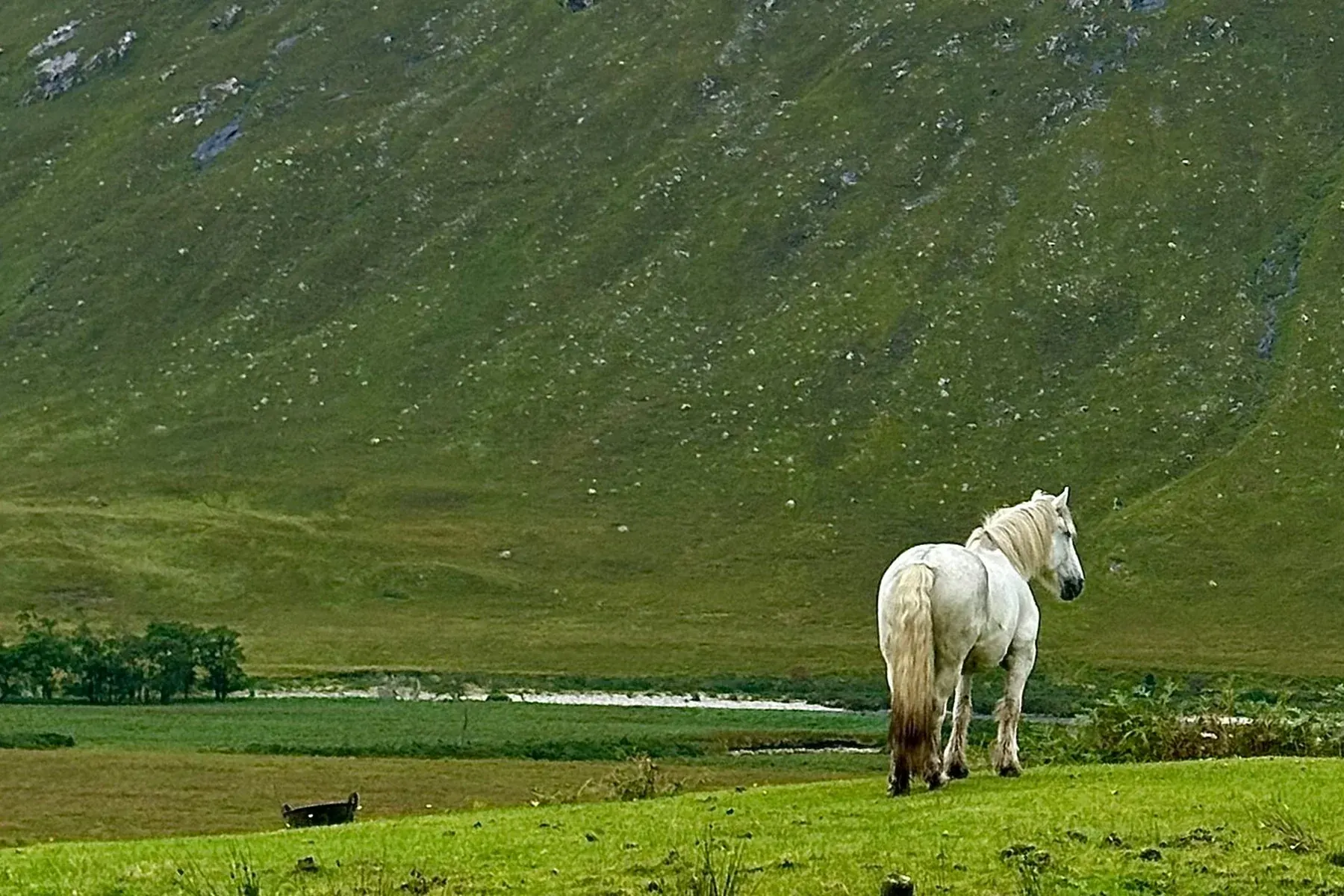 Horse in the Scottish Highlands