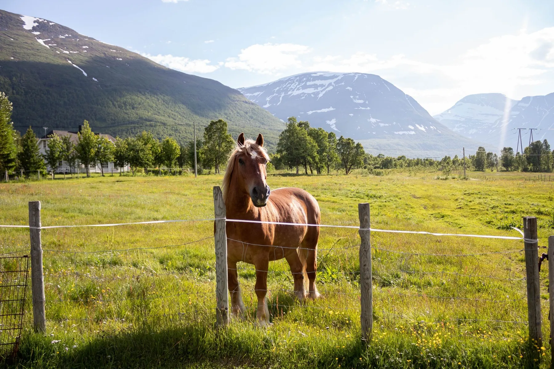 Pferd bei Nordkjosbotn