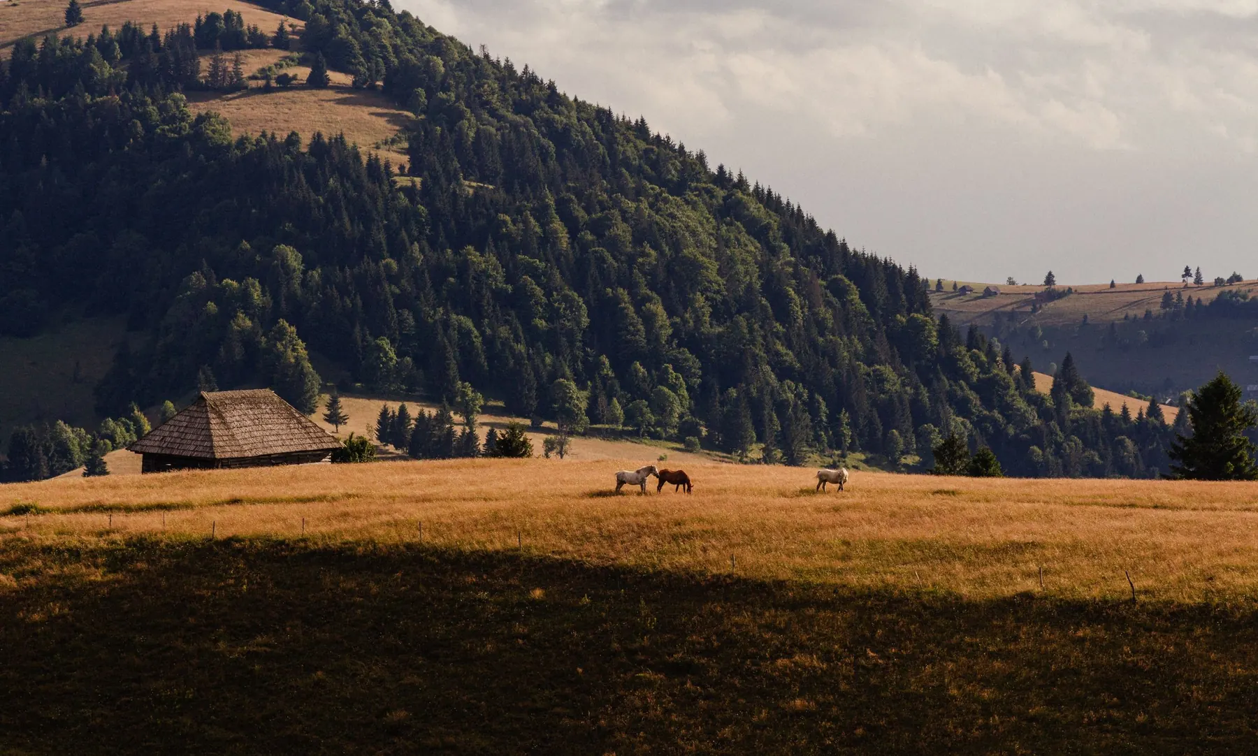 Pferde auf einer Weide in Rumänien