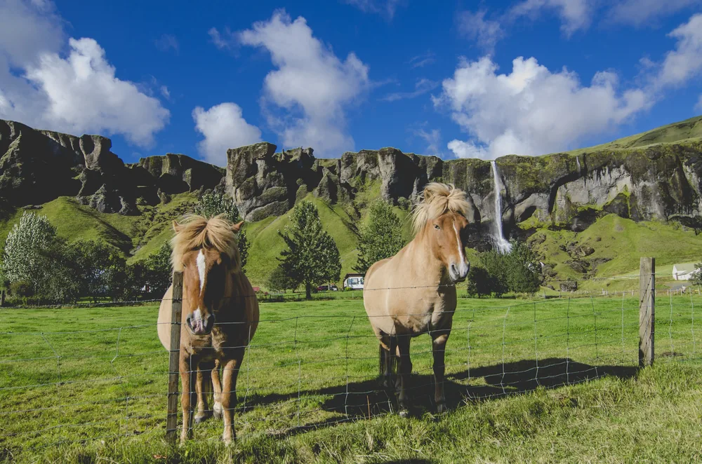 Two pale Icelandic horses at a fence, behind them a waterfall falls from a green rock wall