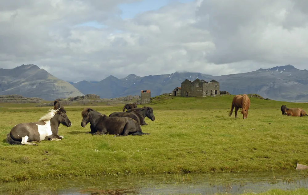 Icelandic horses lie and graze in the grass by the water, a ruin and mountains behind