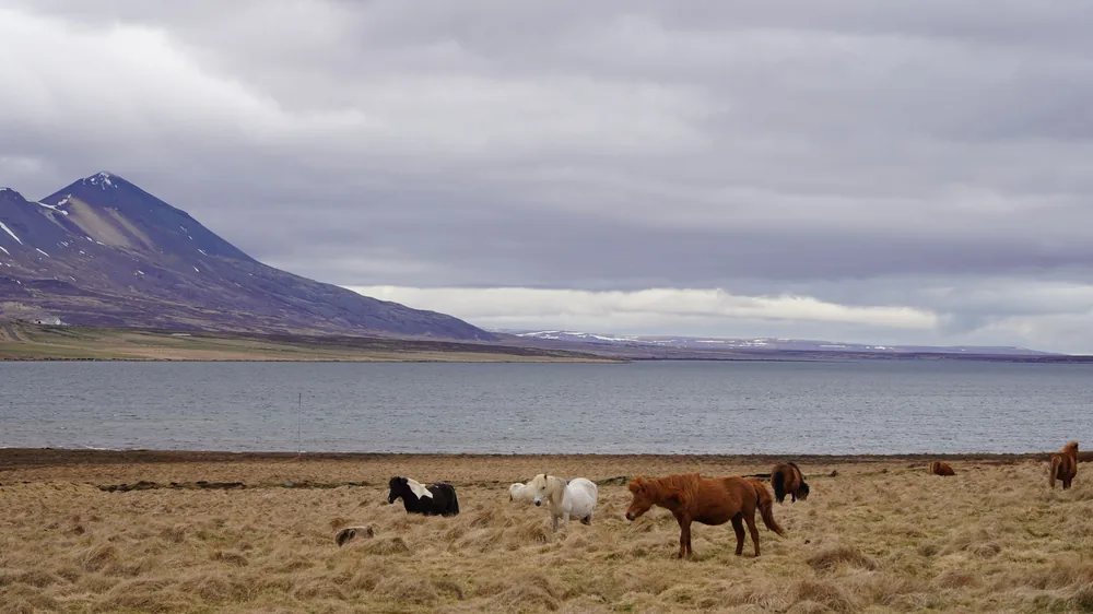 A group of Icelandic horses on the shore of a fjord under clouds