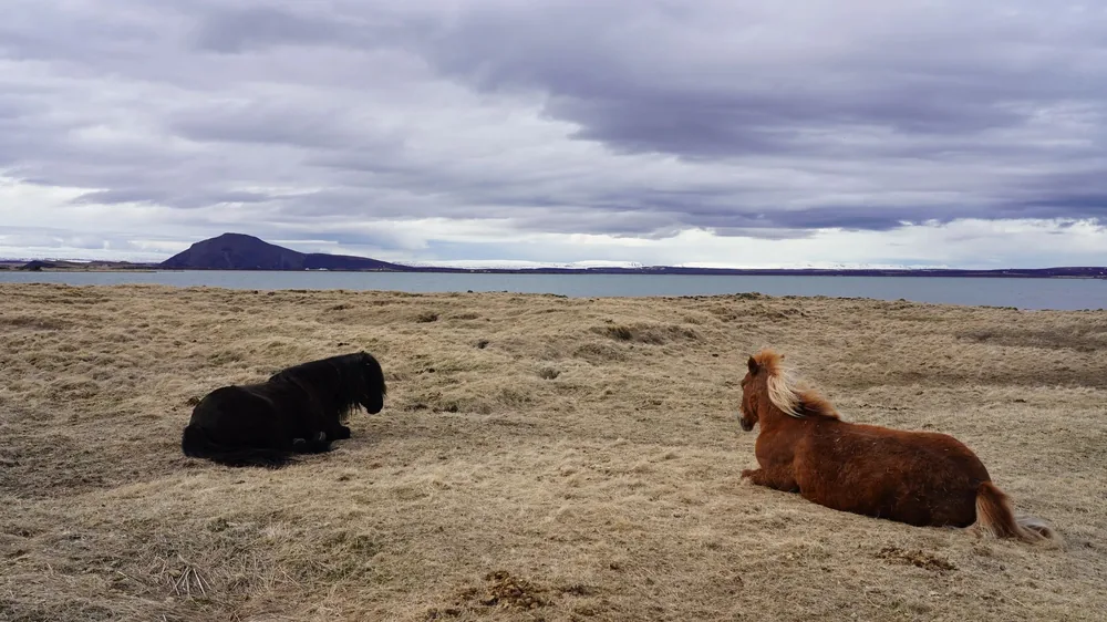 Two Icelandic horses lie on the shore, a lake and a volcanic cone behind