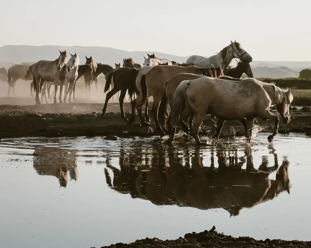 A herd of horses wades through a river, reflection in the water, dust in the air