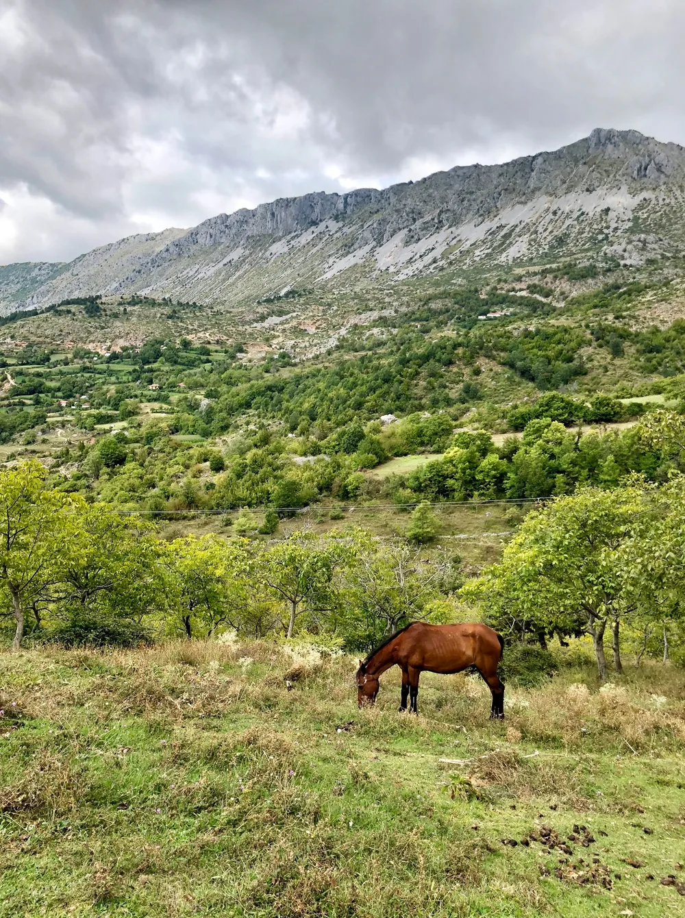 A brown horse grazes on a mountain meadow, a mountain range behind