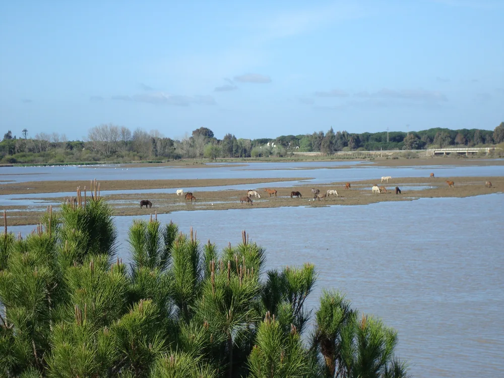 Horses graze in the Doñana marsh, pines in the foreground