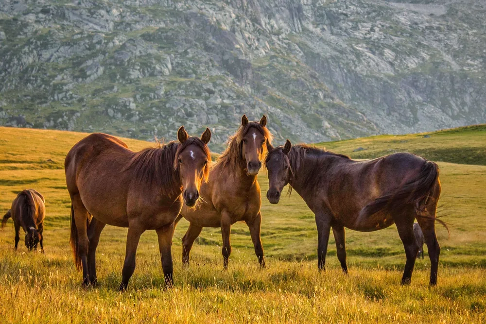 Three brown horses stand in front of a rock massif