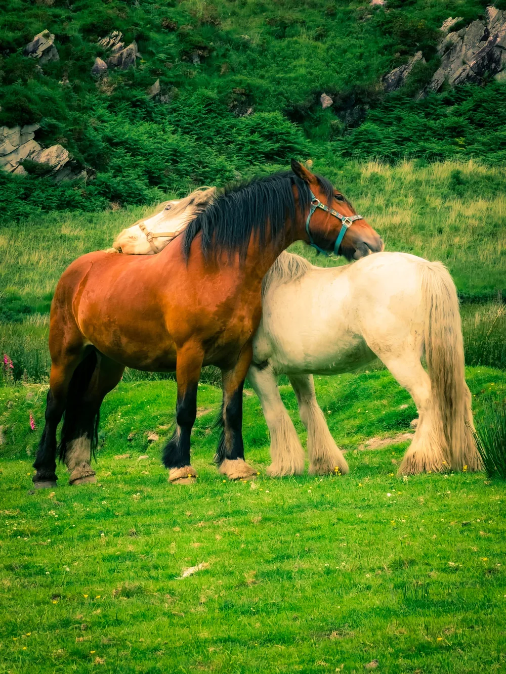 Two horses stand close together on green pasture