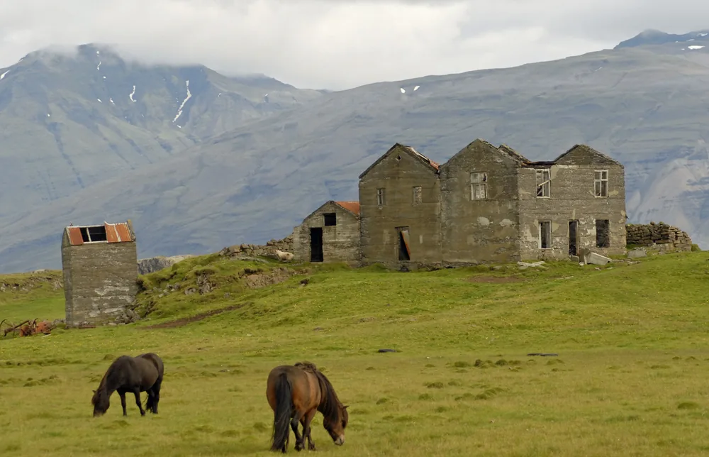 Two dark Icelandic horses graze in front of a ruin, mountains behind