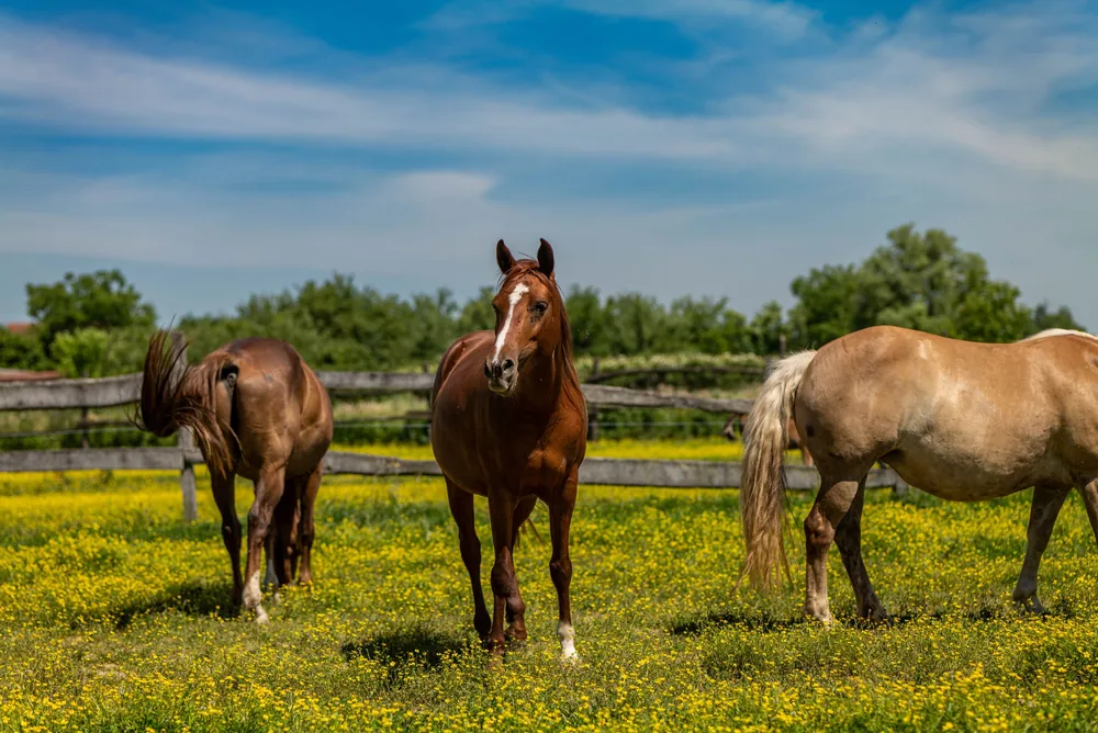 A pale horse grazes on a spring pasture